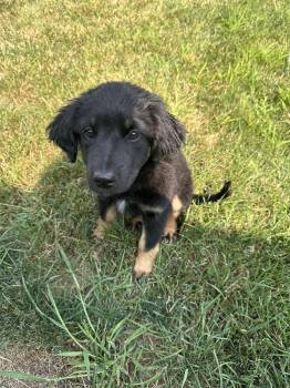 Coco -  Rottweiler and Great Pyrenees Dog for Adoption in Denver, Colorado - Coco | PetCurious