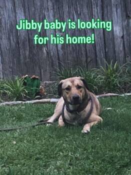 Jibby -  Shepherd and Mixed Breed Dog for Adoption in Fort Worth, Texas - Jibby | PetCurious