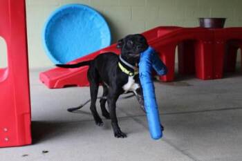 Pit Bull Terrier and Mixed Breed Dogs Available for Adoption in Kansas City, Missouri - Walrus | PetCurious