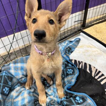 Rosemary -  German Shepherd Dog and Labrador Retriever Dog for Adoption in Perris, California - Rosemary | PetCurious