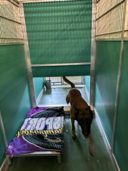 Mixed Breed Dogs Available for Adoption in West Palm Beach, Florida - FLIX | PetCurious
