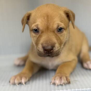 Mixed Breed Dogs Available for Adoption in Norman, Oklahoma - Harper | PetCurious