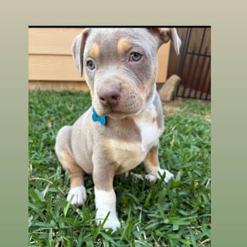 Pit Bull Terrier and Retriever Dogs Available for Adoption - Rio  | PetCurious