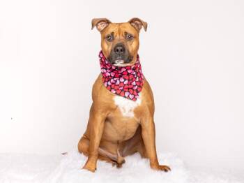 Boxer Dogs Available for Adoption - Sinatra | PetCurious