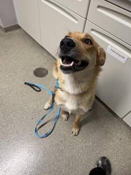 Kitty -  Golden Retriever and Australian Shepherd Dog for Adoption in Pequot Lakes, Minnesota - Kitty | PetCurious