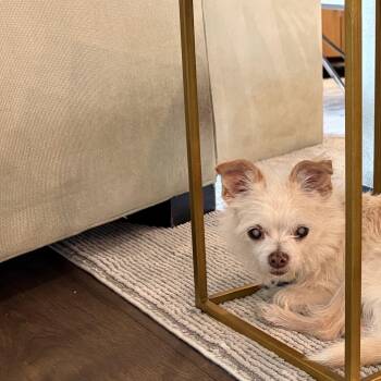 Mayonnaise -  Wirehaired Terrier and Poodle Dog for Adoption in New Orleans, Louisiana - Mayonnaise | PetCurious