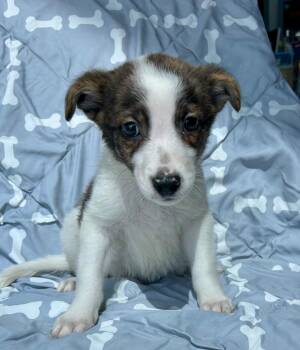 Clef -  Australian Cattle Dog Blue Heeler Dog for Adoption in Cottonwood, Arizona - Clef | PetCurious