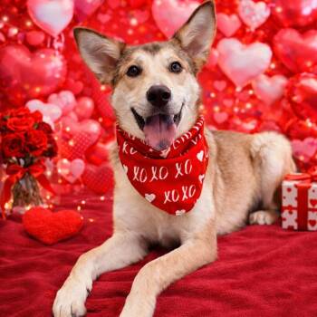 German Shepherd Dog and Shepherd Dogs Available for Adoption - Bugs — “Dream Dog”, Affectionate, Friendly, Gentle, Fostered In  | PetCurious