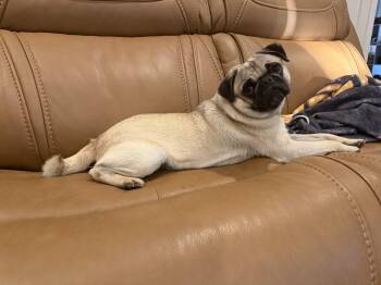 Pug Dogs Available for Adoption - Milo | PetCurious