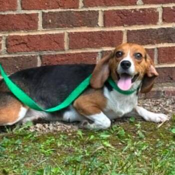 Louise -  Beagle and Mixed Breed Dog for Adoption in Chester, Maryland - Louise | PetCurious