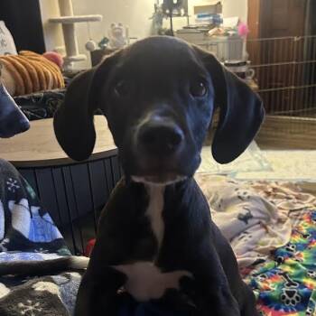 Mack -  Labrador Retriever Dog for Adoption in South Elgin, Illinois - Mack | PetCurious