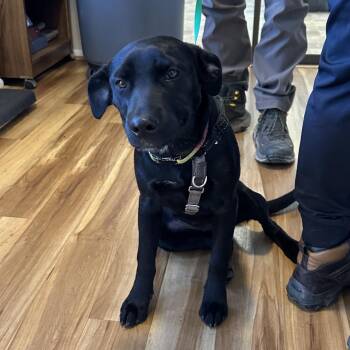 Black Labrador Retriever Dogs Available for Adoption - (Stray, Please Call To Claim) Sunrise | PetCurious