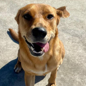 Rescue Black Mouth Cur and Labrador Retriever Dogs for Adoption in Indiantown, Florida - DELILAH | PetCurious