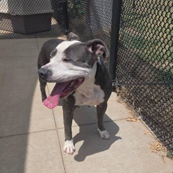Shata -  Pit Bull Terrier Dog for Adoption in Norman, Oklahoma - Shata | PetCurious