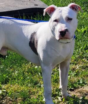 Rescue Pit Bull Terrier Dogs for Adoption in Lindenhurst, New York - 25-430 Boyd | PetCurious
