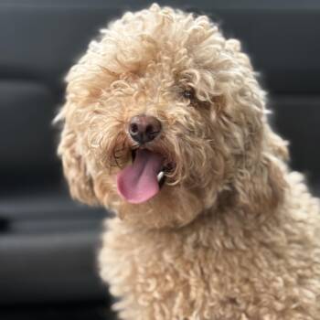 Rescue Miniature Poodle Dogs for Adoption in Toronto, Ontario - Myles | PetCurious