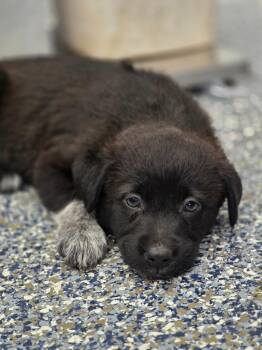 Socks -  Australian Cattle Dog Blue Heeler and Mixed Breed Dog for Adoption in Carthage, Missouri - Socks | PetCurious