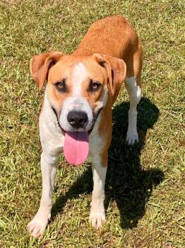 Hound Dogs Available for Adoption in Bryant, Arkansas - UTZ | PetCurious