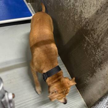 Felon -  Mixed Breed Dog for Adoption in Las Cruces, New Mexico - Felon | PetCurious