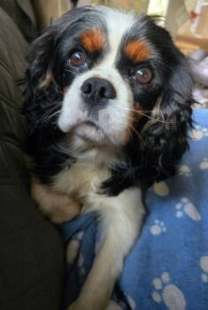 Kylie -  Cavalier King Charles Spaniel Dog for Adoption in East Greenville, Pennsylvania - Kylie | PetCurious