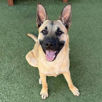 Rescue Shepherd Dogs for Adoption in Long Beach, California - Lukas | PetCurious
