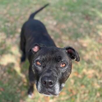 Rescue Pit Bull Terrier and Mixed Breed Dogs for Adoption in Texas City, Texas - BUTTERCUP | PetCurious