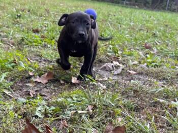 Rescue Black Labrador Retriever and Pit Bull Terrier Dogs for Adoption in Penns Grove, New Jersey - Vader | PetCurious