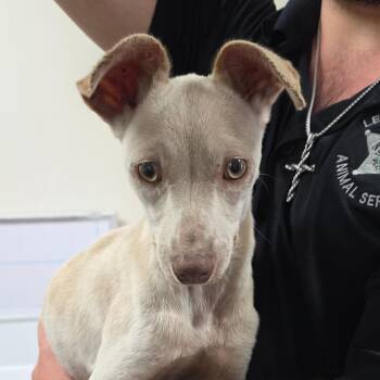 Iggy -  Chihuahua and Italian Greyhound Dog for Adoption in Bronson, Florida - Iggy | PetCurious