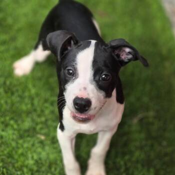 Piglet -  Boston Terrier Dog for Adoption in Anderson, South Carolina - Piglet | PetCurious