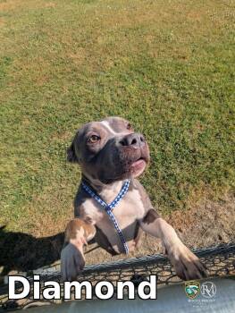 Pit Bull Terrier Dogs Available for Adoption in Rocky Mount, North Carolina - Diamond | PetCurious