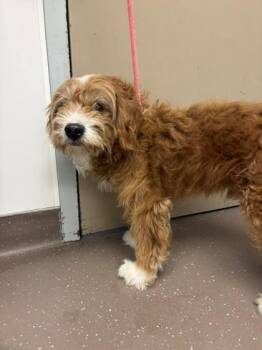 Boden -  Mixed Breed Dog for Adoption in South Bend, Indiana - Boden | PetCurious