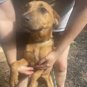Maliboo -  Mixed Breed Dog for Adoption in Decatur, Georgia - Maliboo | PetCurious