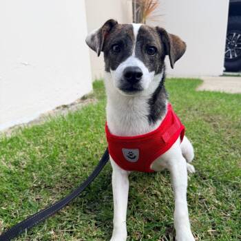 Mixed Breed Dogs Available for Adoption in New York, New York - Rex | PetCurious