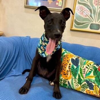 Jasper Roo Happy Petite Camper -  Pit Bull Terrier and Chihuahua Dog for Adoption in Friendswood, Texas - Jasper Roo Happy Petite Camper | PetCurious