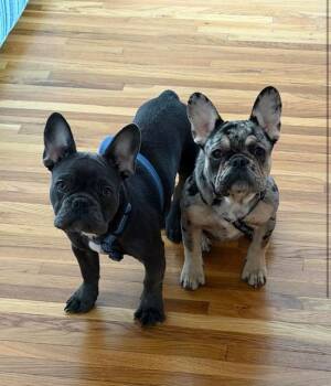 French Bulldog Dogs Available for Adoption in Lyndhurst, New Jersey - Miko & Beni | PetCurious