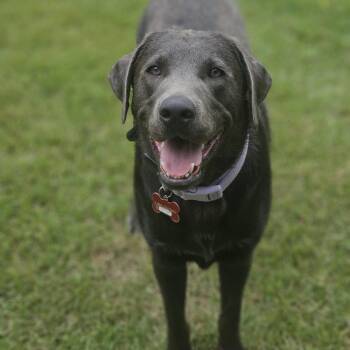 Hollie -  Labrador Retriever Dog for Adoption in Indianapolis, Indiana - Hollie | PetCurious