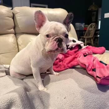 Gouda -  French Bulldog Dog for Adoption in Daphne, Alabama - Gouda | PetCurious