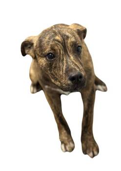 Rescue Mountain Cur Dogs for Adoption in Red Bluff, California - Brandy | PetCurious