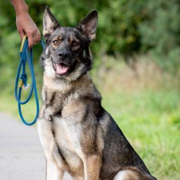 Sara-Bella -  Shepherd and Husky Dog for Adoption in Morristown, New Jersey - Sara-Bella | PetCurious