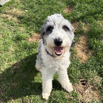 Aussiedoodle Dogs Available for Adoption - Dolly | PetCurious