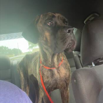 Ashley -  Mastiff Dog for Adoption in Lake Jackson, Texas - Ashley | PetCurious