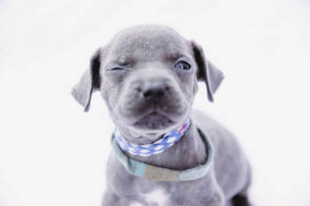 Rescue American Staffordshire Terrier and Labrador Retriever Dogs for Adoption - Dory *Arriving 11/21* | PetCurious