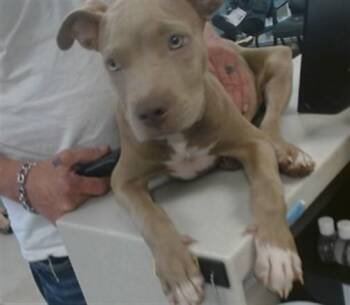 A480629 -  Pit Bull Terrier and Mixed Breed Dog for Adoption in Oklahoma City, Oklahoma - A480629 | PetCurious