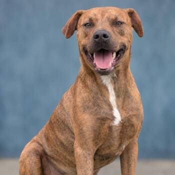 BILLY GOODE -  Mixed Breed Dog for Adoption in Cranston, Rhode Island - BILLY GOODE | PetCurious
