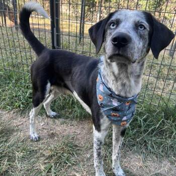 Rescue Labrador Retriever Dogs for Adoption in Pittsburgh, Pennsylvania - Oreo | PetCurious