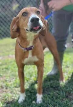 Mixed Breed Dogs Available for Adoption in Fairfax, Virginia - Kona | PetCurious