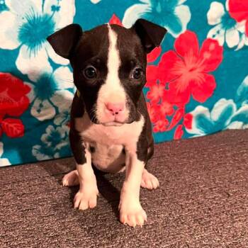Buttercup -  Pit Bull Terrier and Mixed Breed Dog for Adoption in Olathe, Kansas - Buttercup | PetCurious