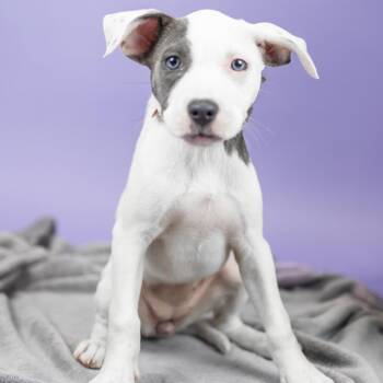 Effort -  Mixed Breed Dog for Adoption in Portland, Oregon - Effort | PetCurious