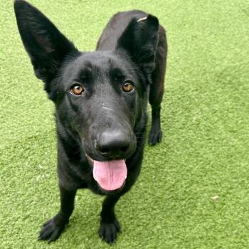 German Shepherd Dog Dogs Available for Adoption - Nikki 5506 | PetCurious