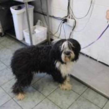 Tuff -  Old English Sheepdog and Mixed Breed Dog for Adoption in Brock, Texas - Tuff | PetCurious